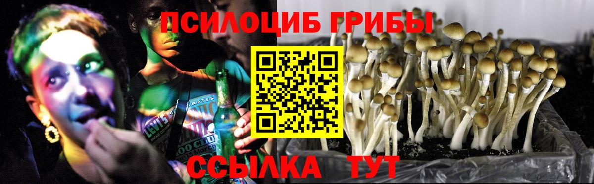 Псилоцибиновые грибы Cubensis  Вход с VPN  Славянск-на-Кубани 